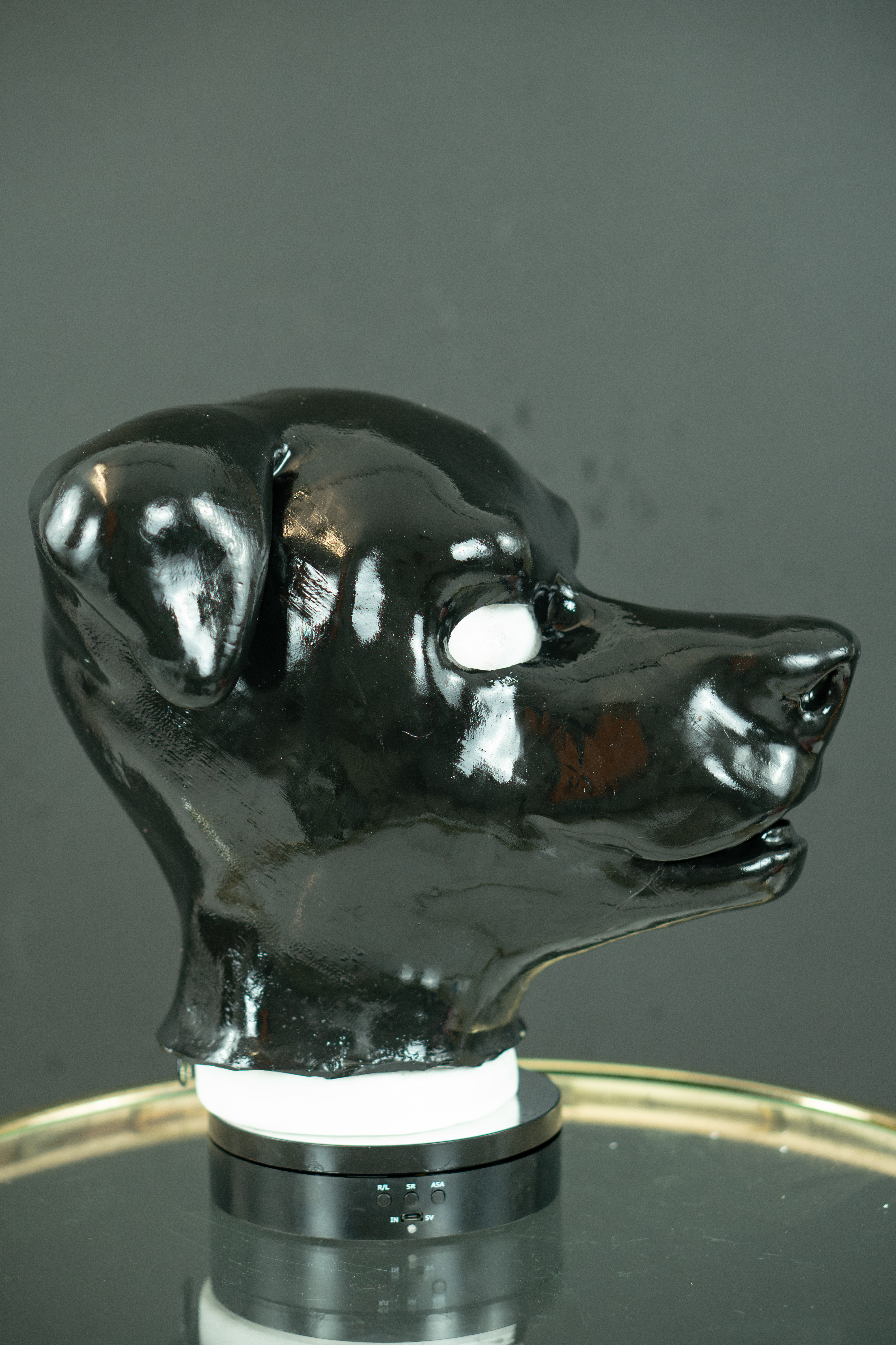 Schlappohr Hund